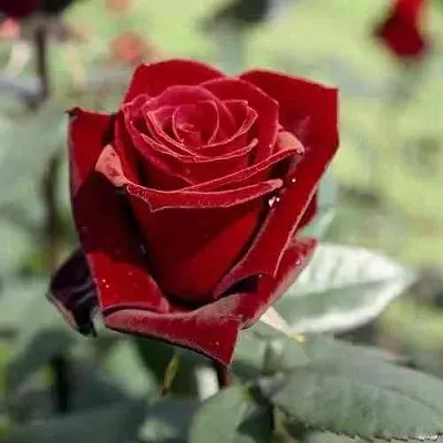 Саженцы роз ТАБУ чайно-гибридная в Владикавказе