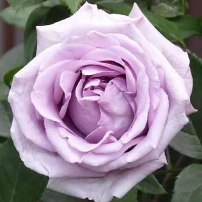 Саженцы роз ИНДИГОЛЕТТА плетистая  Саженцы роз ИНДИГОЛЕТТА плетистая в Владикавказе