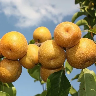 Груша азиатская  Груша азиатская в Владикавказе