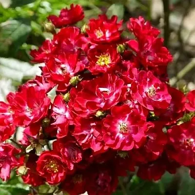 Саженцы роз АЛЬБЕРИХ полиантовая  Саженцы роз АЛЬБЕРИХ полиантовая в Владикавказе