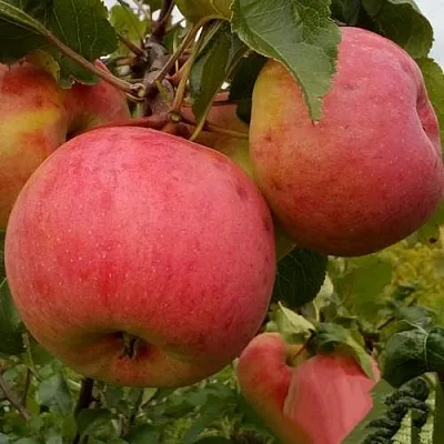 Яблоня БОЛОТОВСКОЕ  Яблоня БОЛОТОВСКОЕ в Владикавказе