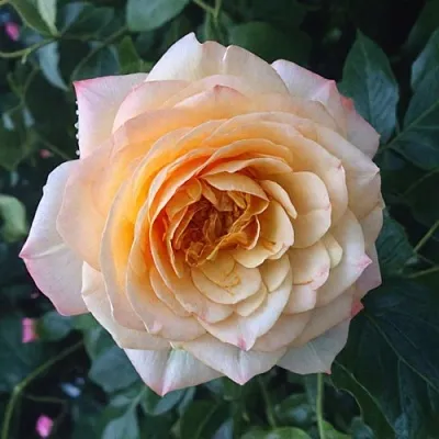 Саженцы роз АБЕЙ ДЕ СЕНТ-АМАН шраб  Саженцы роз АБЕЙ ДЕ СЕНТ-АМАН шраб в Владикавказе