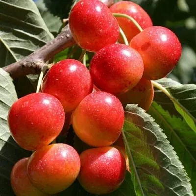 Черешня ГАСТИНЕЦ  Черешня ГАСТИНЕЦ в Владикавказе