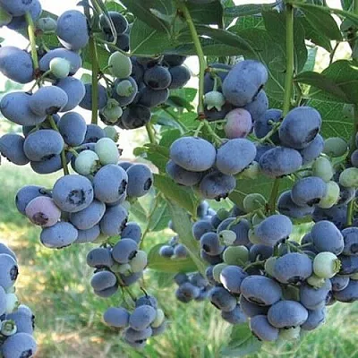 Голубика ЛИБЕРТИ  Голубика ЛИБЕРТИ в Владикавказе