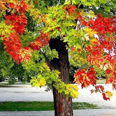 Клен  Клен в Владикавказе