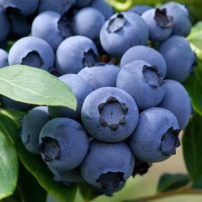 Голубика СПАРТАН  Голубика СПАРТАН в Владикавказе