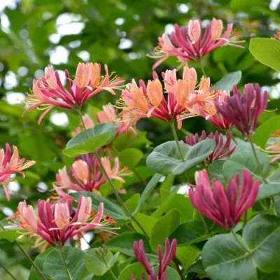 Жимолость ГЕКРОТА в Владикавказе