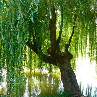 Ива  Ива в Владикавказе