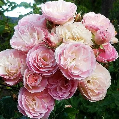 Саженцы роз БУКЕТ ПАРФЕ мускусная  Саженцы роз БУКЕТ ПАРФЕ мускусная в Владикавказе