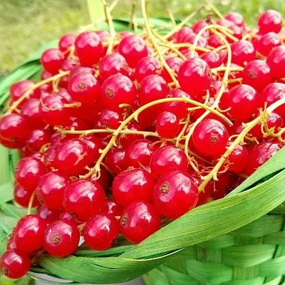 Красная  Красная в Владикавказе