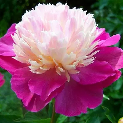 Пион ГЕЙ ПАРИ травянистый  Пион ГЕЙ ПАРИ травянистый в Владикавказе