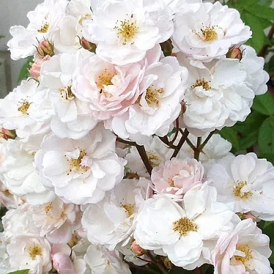 Мускусная  Мускусная в Владикавказе