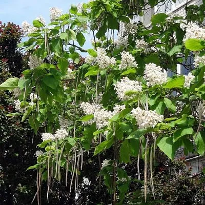 Катальпа  Катальпа в Владикавказе