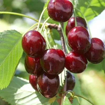 Черешня ОВСТУЖЕНКА  Черешня ОВСТУЖЕНКА в Владикавказе