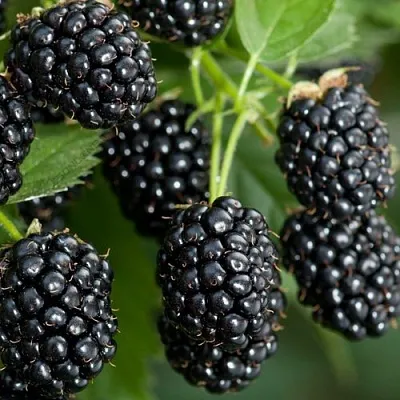 Ежевика ЧЕРНАЯ МАГИЯ ремонтантная в Владикавказе