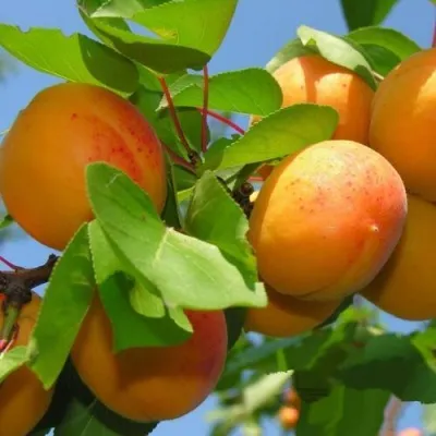 Абрикос КИЕВСКИЙ РАННИЙ в Владикавказе