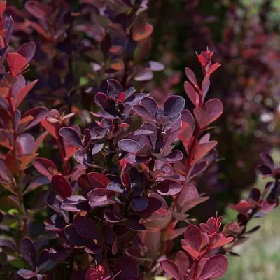 Барбарис ХЕЛМОНД ПИЛЛАР тунберга  Барбарис ХЕЛМОНД ПИЛЛАР тунберга в Владикавказе