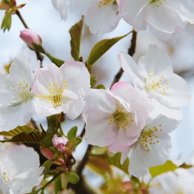 Вишня ОКАМЕ  Вишня ОКАМЕ в Владикавказе