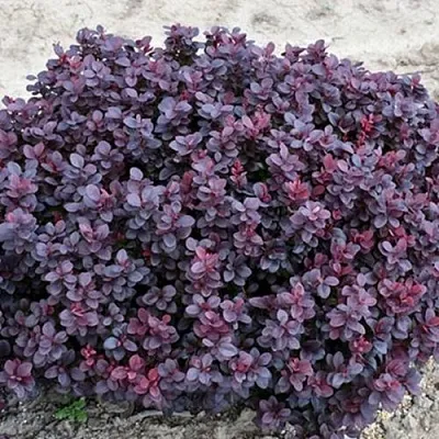 Барбарис КОНКОРД тунберга  Барбарис КОНКОРД тунберга в Владикавказе