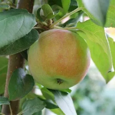 Яблоня ПОДСНЕЖНИК стелющаяся  Яблоня ПОДСНЕЖНИК стелющаяся в Владикавказе