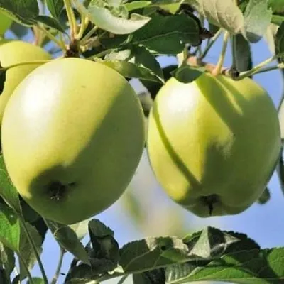 Яблоня САХАРНАЯ  Яблоня САХАРНАЯ в Владикавказе