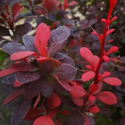 Барбарис РЕД ПИЛЛАР тунберга  Барбарис РЕД ПИЛЛАР тунберга в Владикавказе