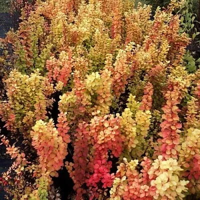 Барбарис САММЕР САНСЕТ тунберга  Барбарис САММЕР САНСЕТ тунберга в Владикавказе