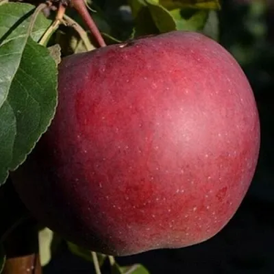 Яблоня БЕЛОРУССКОЕ СЛАДКОЕ  Яблоня БЕЛОРУССКОЕ СЛАДКОЕ в Владикавказе
