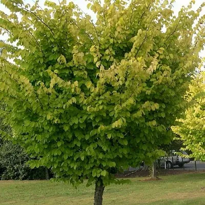 Вяз обыкновенный  Вяз обыкновенный в Владикавказе