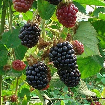 Ежевика ЧЕСТЕР бесшипная в Владикавказе