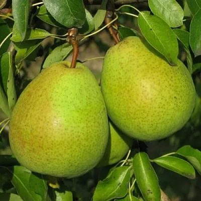 Груша НАЙТ-ВЕРТ колонновидная  Груша НАЙТ-ВЕРТ колонновидная в Владикавказе