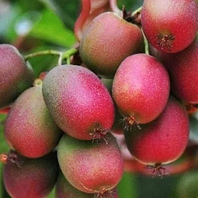 Актинидия ВЕЙКИ аргута  Актинидия ВЕЙКИ аргута в Владикавказе