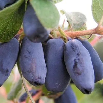 Жимолость съедобная ЛАКОМКА в Владикавказе