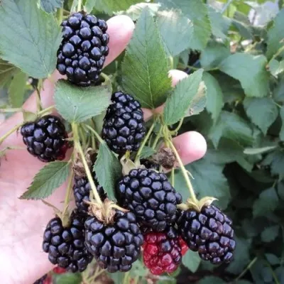 Ежевика ОУАЧИТА бесшипная — описание сорта Ежевика ОУАЧИТА бесшипная в Владикавказе