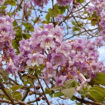 Павлония ПАО ТОГН Z07 в Владикавказе