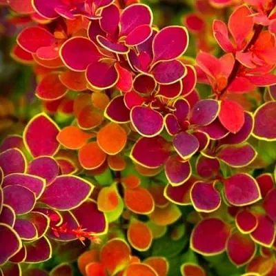 Барбарис ОРАНЖ САНРАЙЗ тунберга  Барбарис ОРАНЖ САНРАЙЗ тунберга в Владикавказе