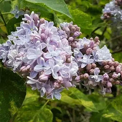 Сирень АУКУБАФОЛИЯ  Сирень АУКУБАФОЛИЯ в Владикавказе