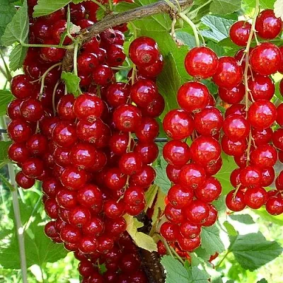 Смородина красная ЙОНКЕР ВАН ТЕТС  Смородина красная ЙОНКЕР ВАН ТЕТС в Владикавказе