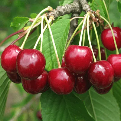 Черешня ГРОНКОВАЯ  Черешня ГРОНКОВАЯ в Владикавказе