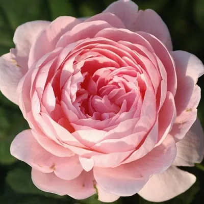 Саженцы роз КУИН ОФ СУИДЕН английская  Саженцы роз КУИН ОФ СУИДЕН английская в Владикавказе