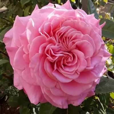 Саженцы роз ЭШЛИ чайно-гибридная — описание сорта Саженцы роз ЭШЛИ чайно-гибридная в Владикавказе