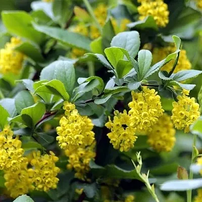 Барбарис корейский  Барбарис корейский в Владикавказе