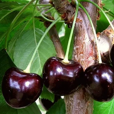 Черешня ДОНЕЦКИЙ УГОЛЁК  Черешня ДОНЕЦКИЙ УГОЛЁК в Владикавказе