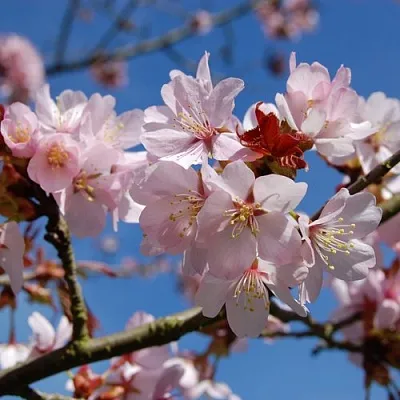 Вишня РАНЧО САРЖЕНТА  Вишня РАНЧО САРЖЕНТА в Владикавказе