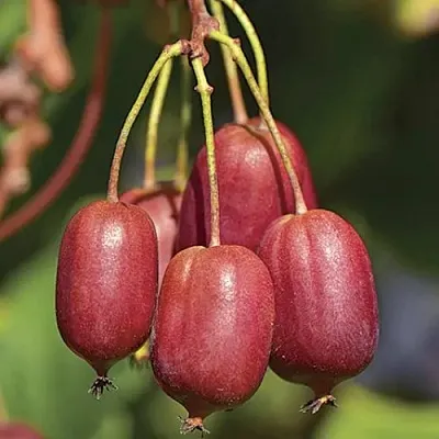 Актинидия СКАРЛЕТ СЕПТЕМБЕР аргута  Актинидия СКАРЛЕТ СЕПТЕМБЕР аргута в Владикавказе