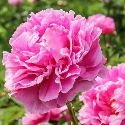 Пион АЛЕКСАНДР ФЛЕМИНГ травянистый  Пион АЛЕКСАНДР ФЛЕМИНГ травянистый в Владикавказе