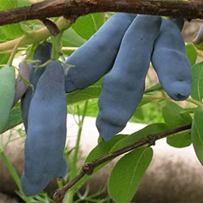 Жимолость съедобная ЛЕНИНГРАДСКИЙ ВЕЛИКАН в Владикавказе