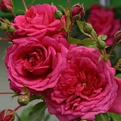 Саженцы роз ЛАГУНА плетистая  Саженцы роз ЛАГУНА плетистая в Владикавказе