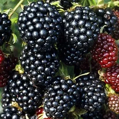 Ежевика ЭВЕРГРИН бесшипная в Владикавказе