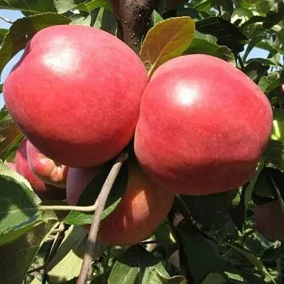 Яблоня ЗАСЛАВСКОЕ  Яблоня ЗАСЛАВСКОЕ в Владикавказе